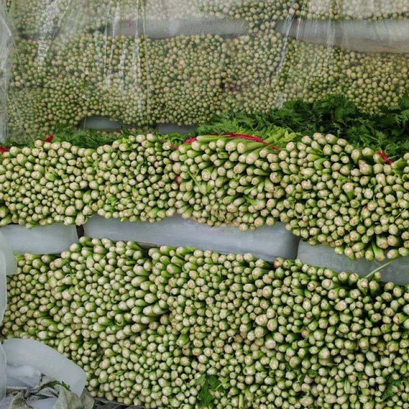 【推荐】江苏西芹品质保障量大价优一手货源欢迎致电