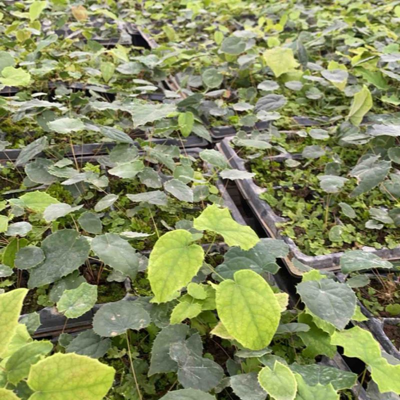 高含量柔毛、普通柔毛、高含量箭叶！淫羊藿籽育苗！