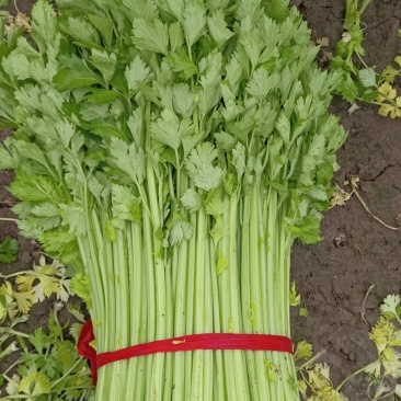 【推荐】江苏西芹品质保障量大价优一手货源欢迎致电
