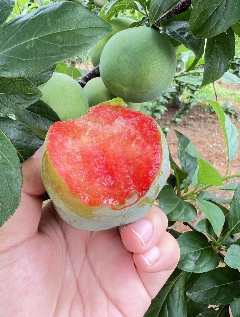味帝李苗风味玫瑰李苗味王李子苗风味皇后李苗杏李苗
