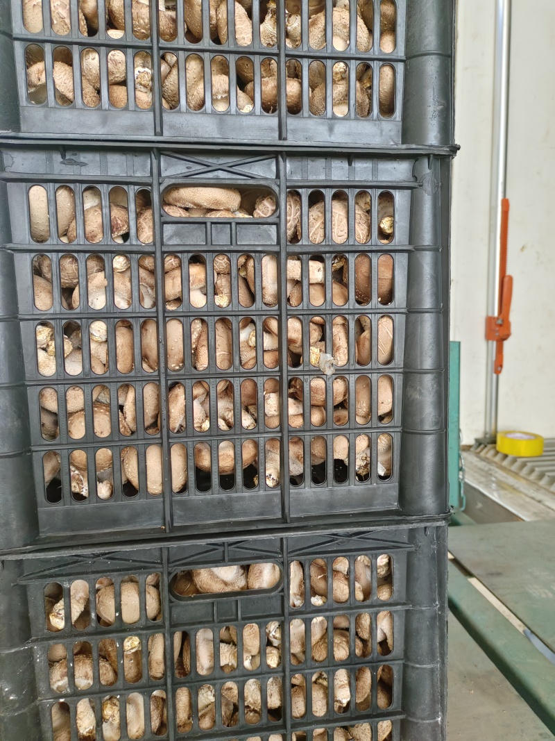 鲜香菇