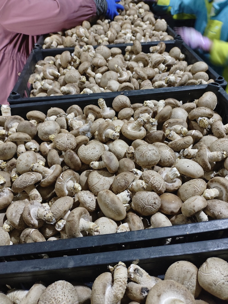 鲜香菇