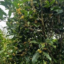 精品四季桂花树，基地现货直发，价格实惠