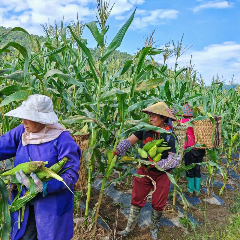 鹏博农业科技有限公司发货日常
