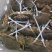 锯缘青蟹越南花羔量大从优基地发货，对接全国