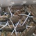 锯缘青蟹越南花羔量大从优基地发货，对接全国