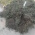 墨旱莲，山东临沂的