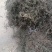 墨旱莲，山东临沂的