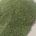 麦冬种子山东临沂的