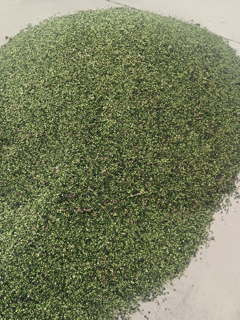 麦冬种子山东临沂的