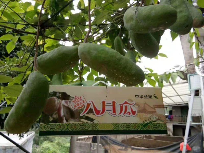 【真无籽推广】八月瓜无籽苗基地种植改良品种