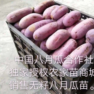 无籽八月瓜苗推广送苗种植签合同包回收