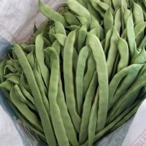 扁青芸豆/山东扁芸豆/精品扁芸豆/基地直发对全国