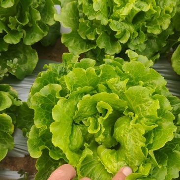 【生菜】河南南阳精品意大利生菜自家种植货量大按需求分拣打包