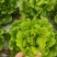 【生菜】河南南阳精品意大利生菜自家种植货量大按需求分拣打包