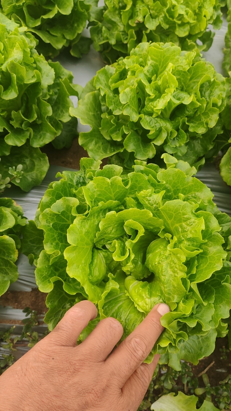 【生菜】河南南阳精品意大利生菜自家种植货量大按需求分拣打包