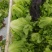 【生菜】河南南阳精品意大利生菜自家种植货量大按需求分拣打包