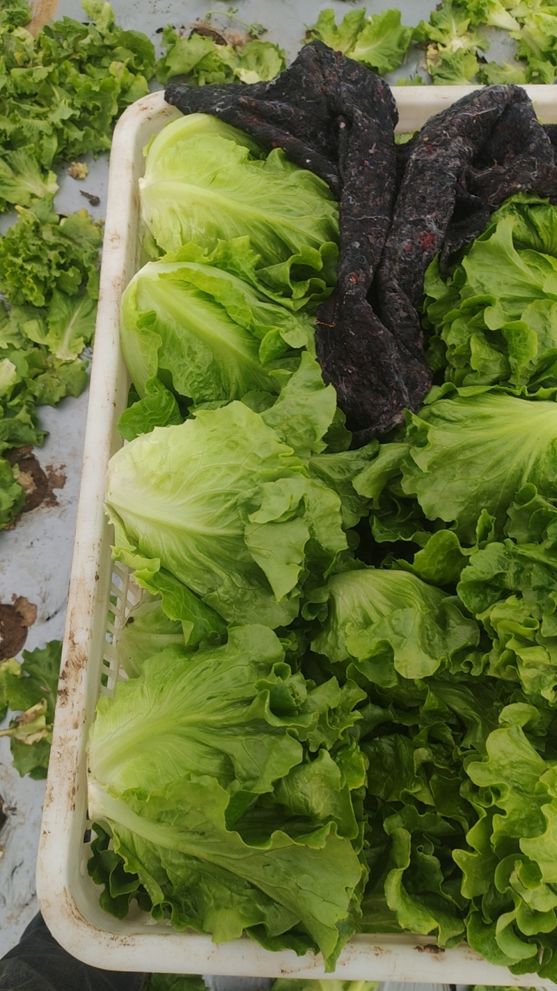 【生菜】河南南阳精品意大利生菜自家种植货量大按需求分拣打包