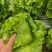 【生菜】河南南阳精品意大利生菜自家种植货量大按需求分拣打包