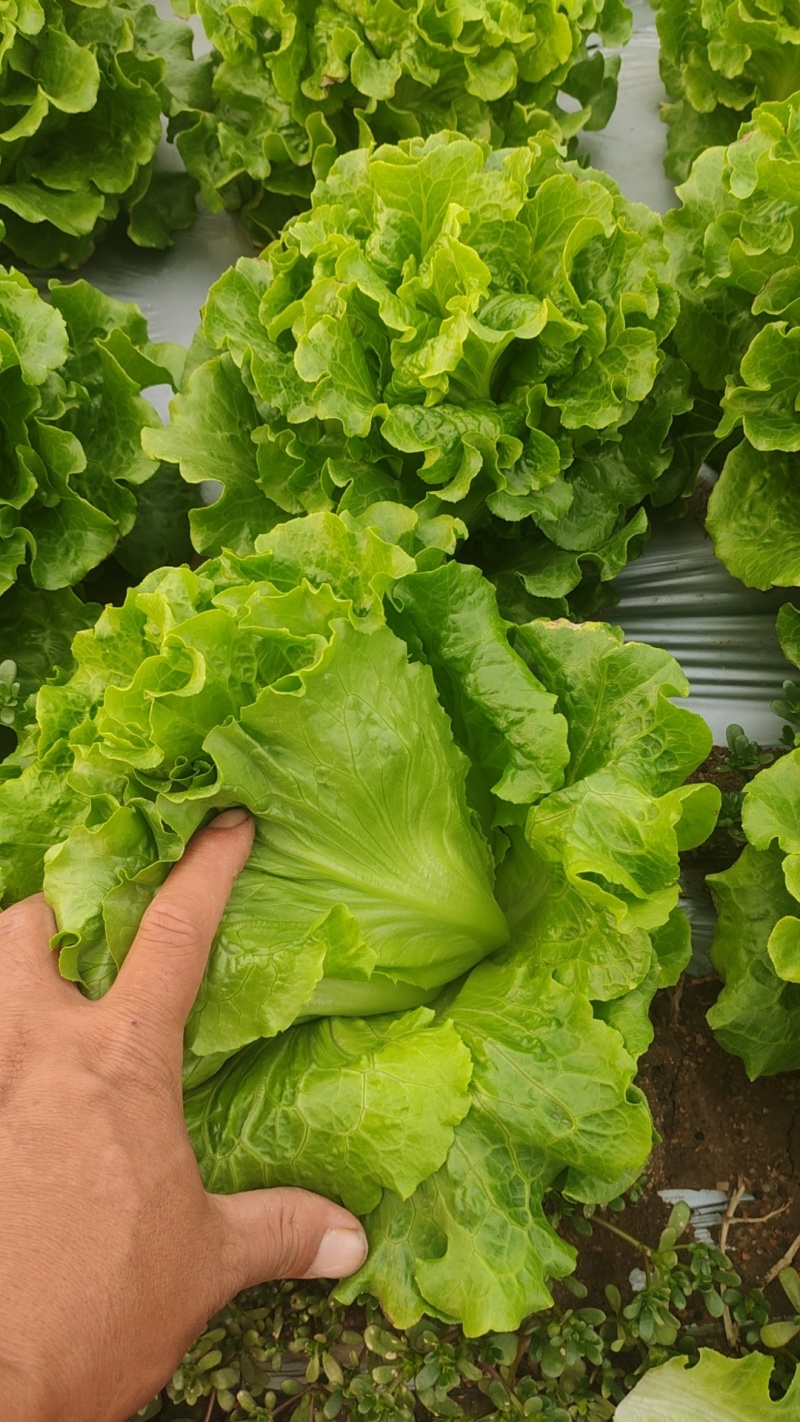 【生菜】河南南阳精品意大利生菜自家种植货量大按需求分拣打包