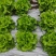 【生菜】河南南阳精品意大利生菜自家种植货量大按需求分拣打包