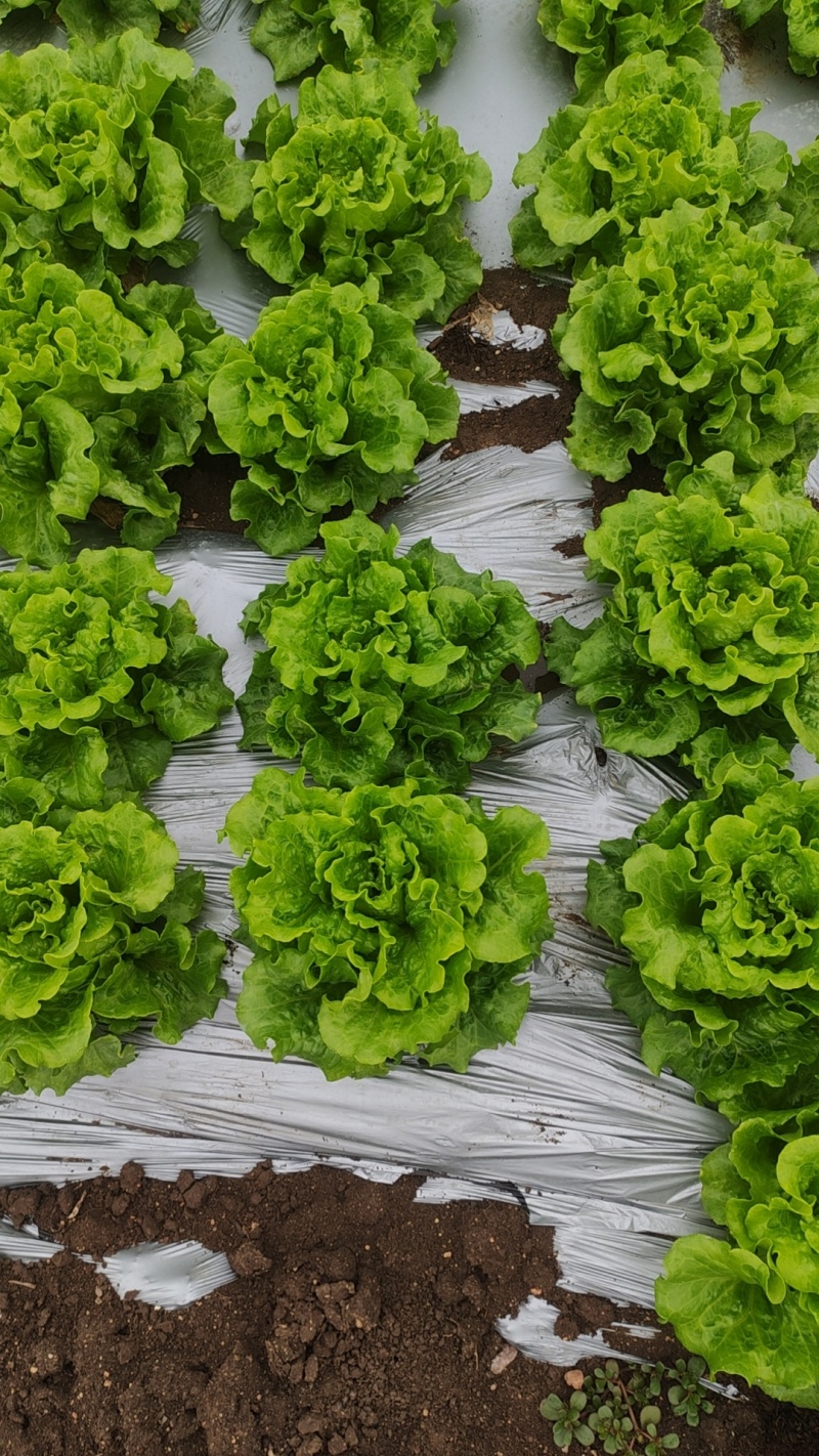 【生菜】河南南阳精品意大利生菜自家种植货量大按需求分拣打包