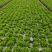 【生菜】河南南阳精品意大利生菜自家种植货量大按需求分拣打包