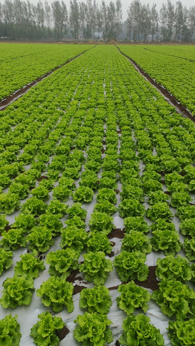 【生菜】河南南阳精品意大利生菜自家种植货量大按需求分拣打包