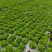 【生菜】河南南阳精品意大利生菜自家种植货量大按需求分拣打包