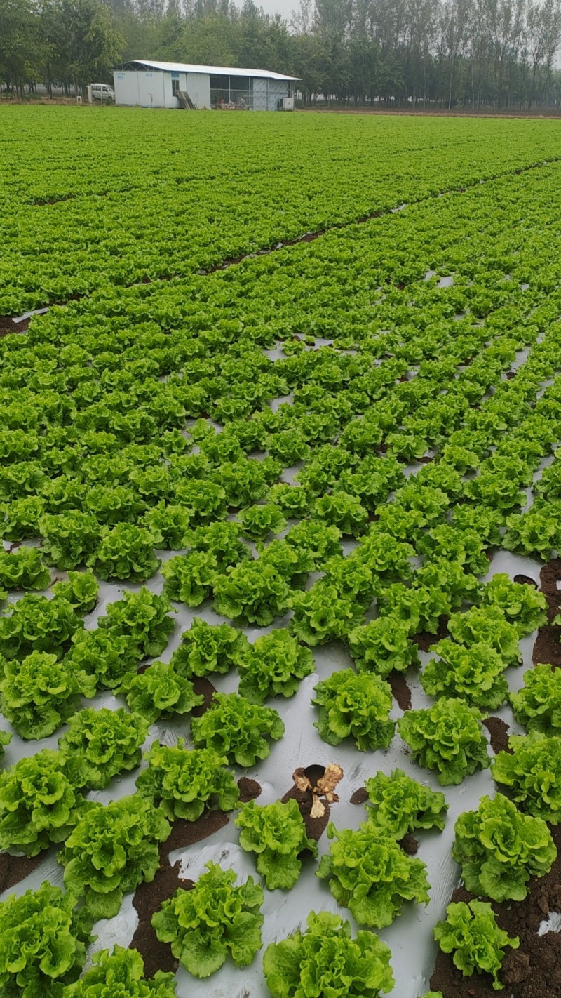 【生菜】河南南阳精品意大利生菜自家种植货量大按需求分拣打包