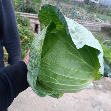 包包菜