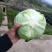 包包菜
