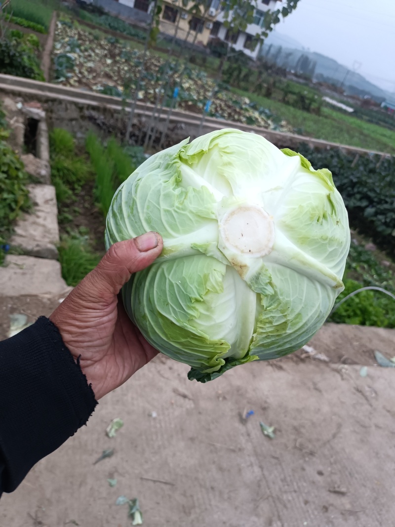 包包菜