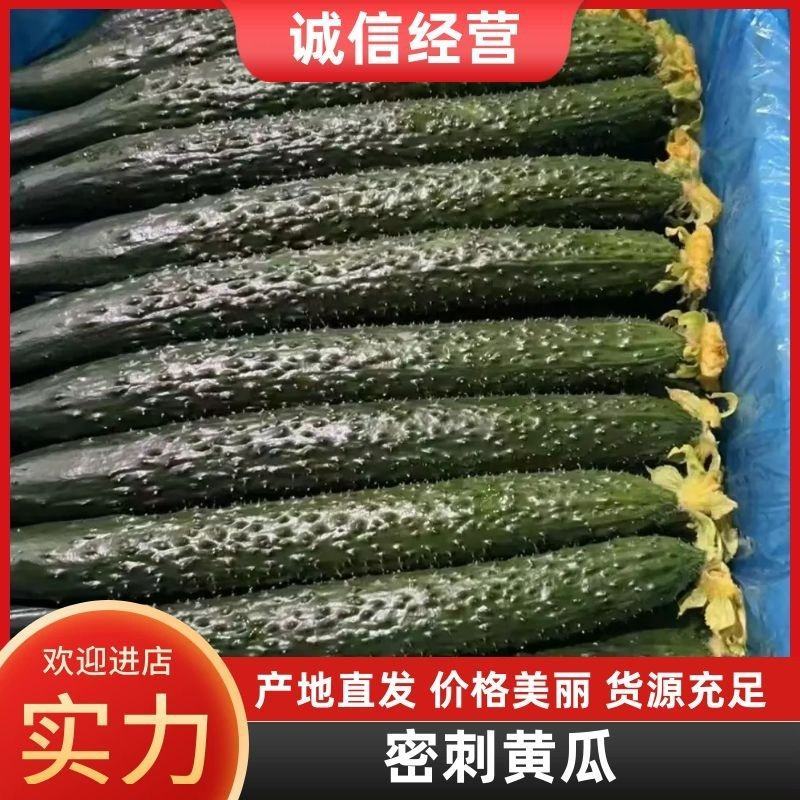 精品密刺黄瓜电商货价格可谈提供物流包装等一条龙服务