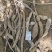 野生牛大力46一斤20斤起批