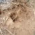 野生牛大力46一斤20斤起批