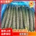 精品密刺黄瓜电商货价格可谈提供物流包装等一条龙服务