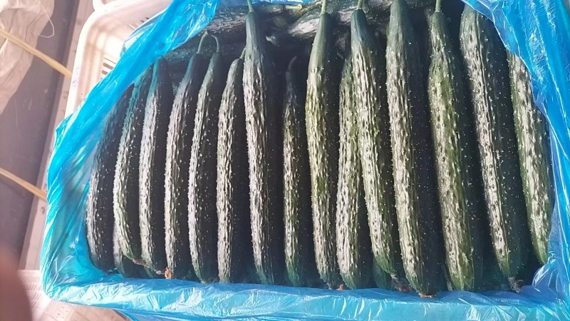 精品密刺黄瓜电商货价格可谈提供物流包装等一条龙服务