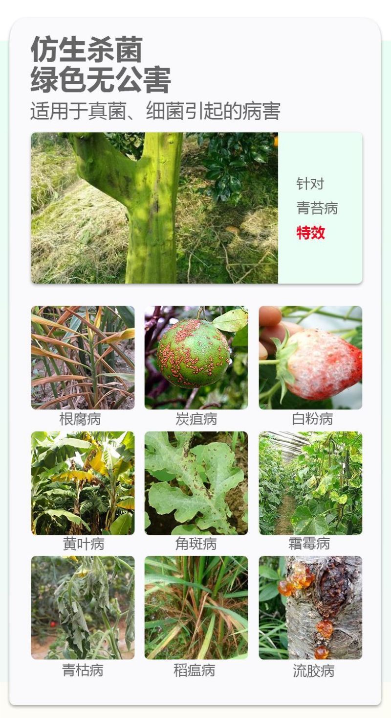 80%乙蒜素青苔病根腐病青枯病黑星病疮痂病溃疡病杀菌剂