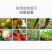 80%乙蒜素青苔病根腐病青枯病黑星病疮痂病溃疡病杀菌剂