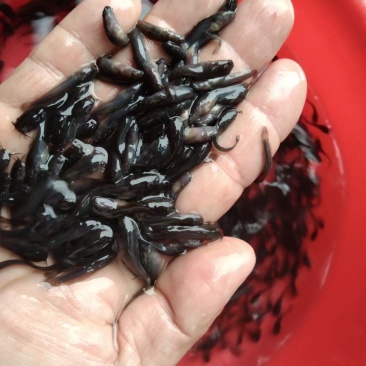 水产埃及鱼苗，大种塘鲺苗，产地直销，欢迎订购。