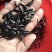水产埃及鱼苗，大种塘鲺苗，产地直销，欢迎订购。