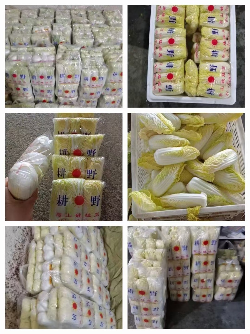 精品娃娃菜大量加工批发