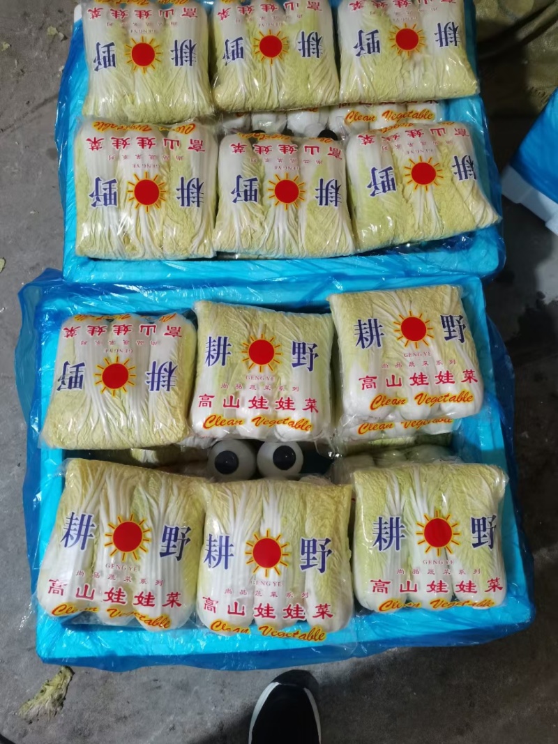 精品娃娃菜大量加工批发
