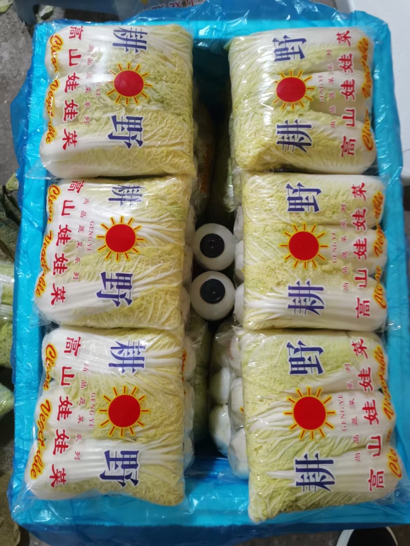 精品娃娃菜大量加工批发