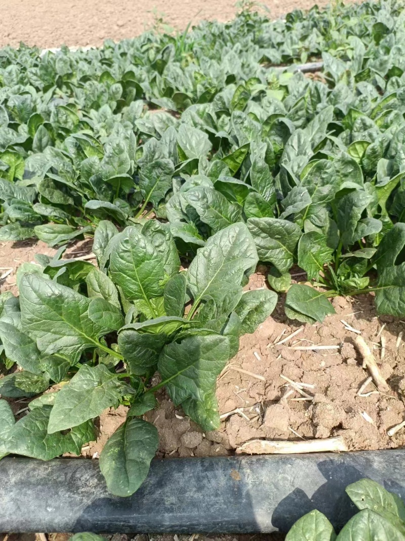 新鲜趴地菠菜上市黑木耳菠菜