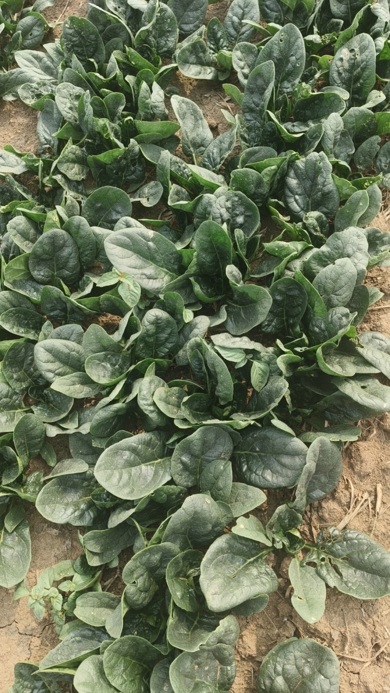 新鲜趴地菠菜上市黑木耳菠菜