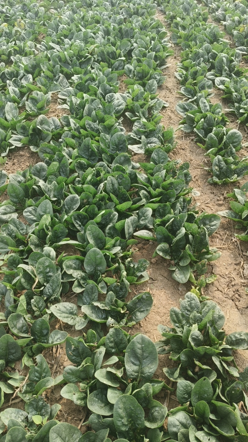 新鲜趴地菠菜上市黑木耳菠菜