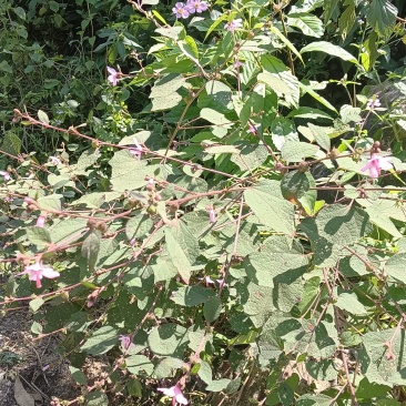 中草药材一一地桃花