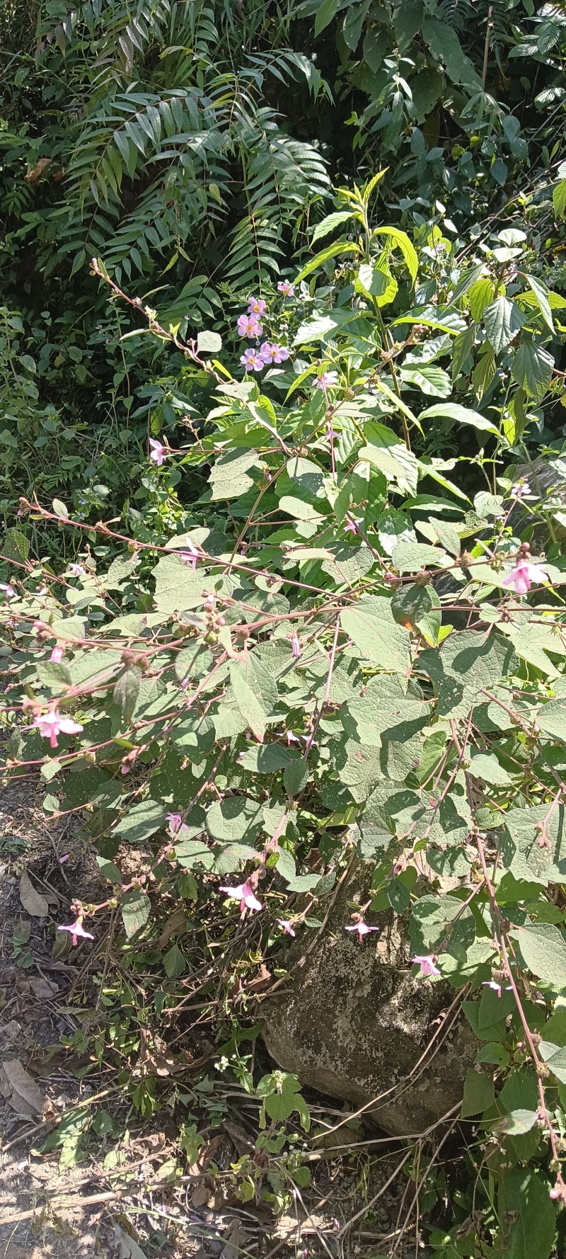 中草药材一一地桃花
